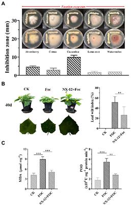 Secretion of poly-γ-glutamic acid by Bacillus atrophaeus NX-12 enhanced its root colonization and biocontrol activity